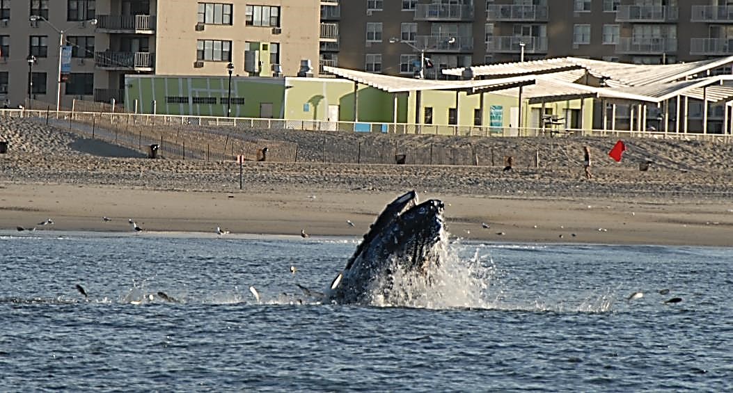 Whale feeding on menhaden close to shore. Photo by John McMurray.