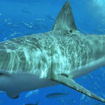 The Depredation Debate