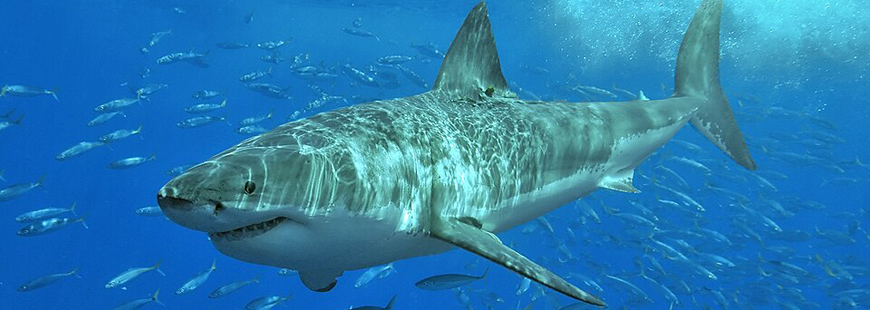 Shark. Photo via Wikipedia.