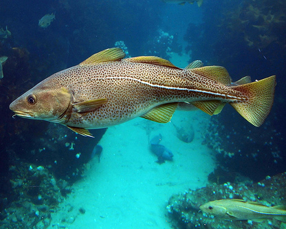 Atlantic Cod (NOAA photo)
