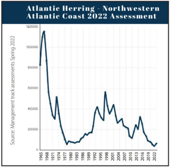 Atlantic Herring Assessment