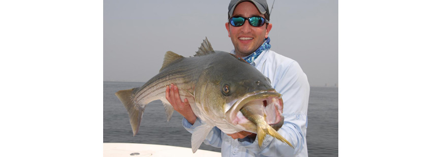 A graphic example of how bunker support fish like this bass. Photo by John McMurray.