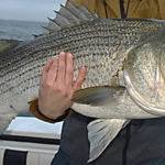 ASMFC’s Atlantic Striped Bass Management Board Faces a Crucial Test