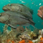Protecting Florida’s Deep-Sea Coral Forest: The Oculina Reef Protecting Florida’s Deep-Sea Coral Forest: The Oculina Reef