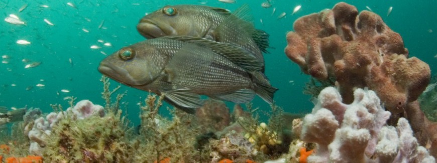 Black Sea Bass
