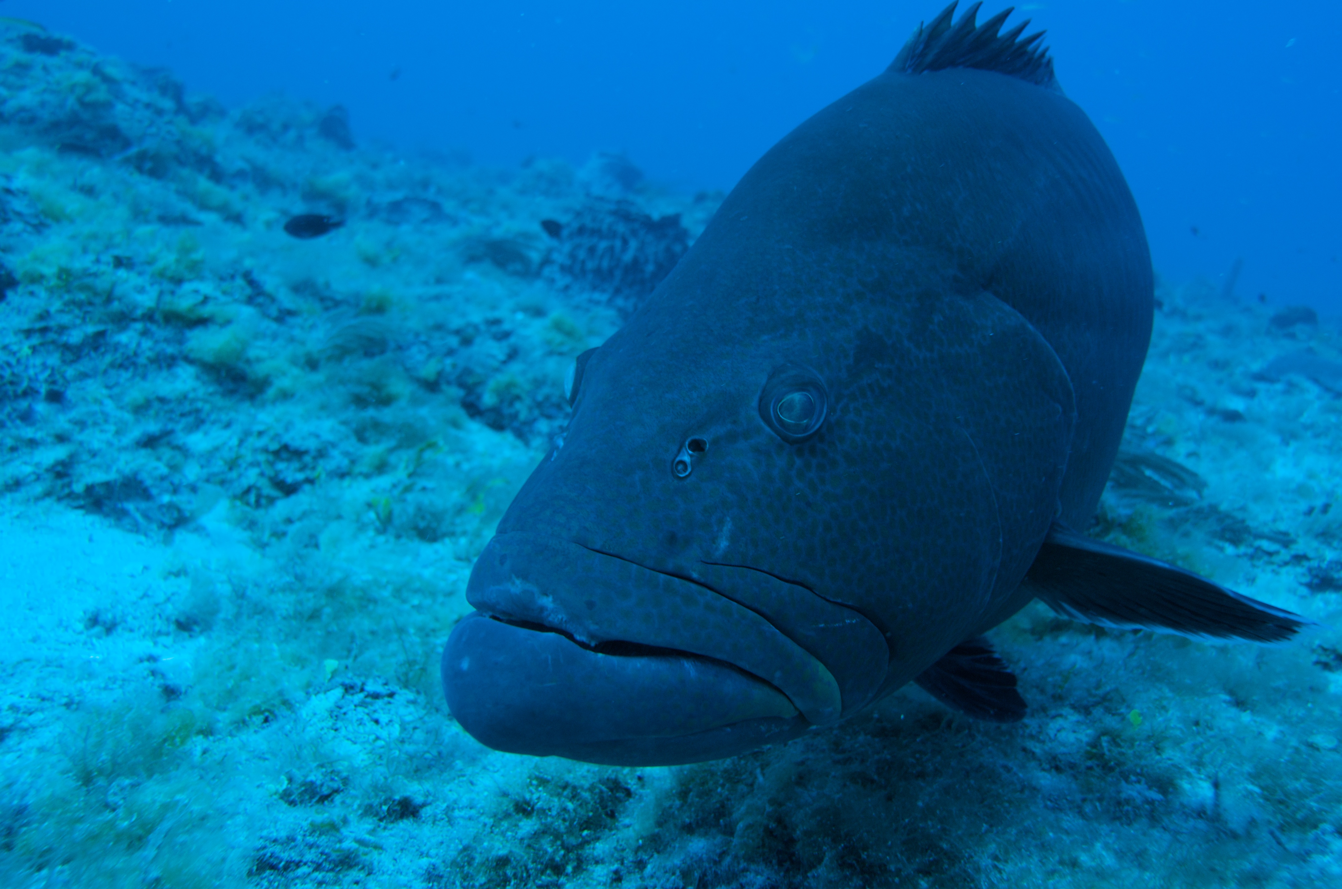 This black grouper was photographed on Riley's Hump, in the Dry Tortugas National Park. Riley's Hump is a well-documented multi-species spawning aggregation sight, where many varieties of snappers, groupers and jacks reproduce. Grunts are one of the most important forage sources for these breeder groupers. Photo credit: Don DeMaria