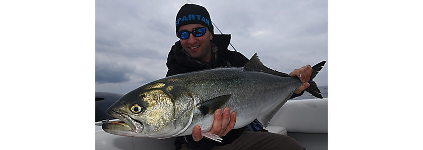 Bluefish are managed under the Magnuson-Stevens Act