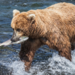 Bristol Bay Update: Your Chance to Help Protect the Bay Today