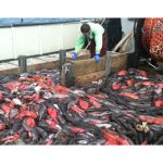 Utilizing Bycatch:  The Hidden Hazard