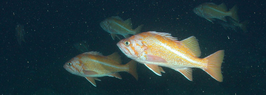 Canary Rockfish. Photo via NOAA.