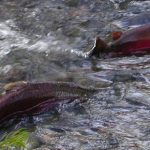 Rep. Huffman Reintroduces Salmon Habitat Restoration Legislation