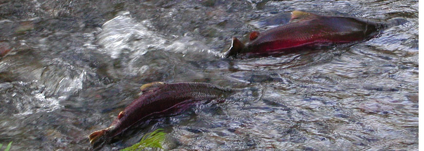 Coho Salmon in Oregon's Tillamook State Forest. Photo courtesy Wikipedia/Oregon Department of Forestry