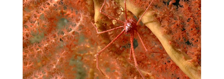 Squat Lobster on Coral in Nygren Canyon