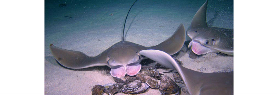 Cownose rays