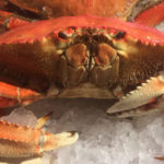 Crabby Politics Risk Coastal Fishing