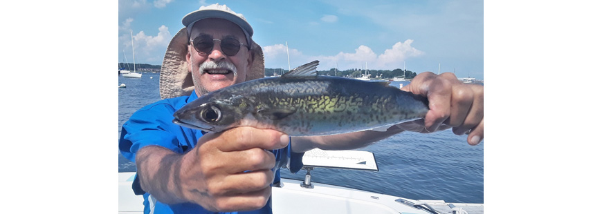 Chub mackerel caught by Kevin Fetzer off Beavertail Light, Jamestown, RI. Fetzer said, “They put up quite a fight on light tackle and are good to eat.”