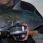 On False Albacore, Chub, Bullets & Everything Else