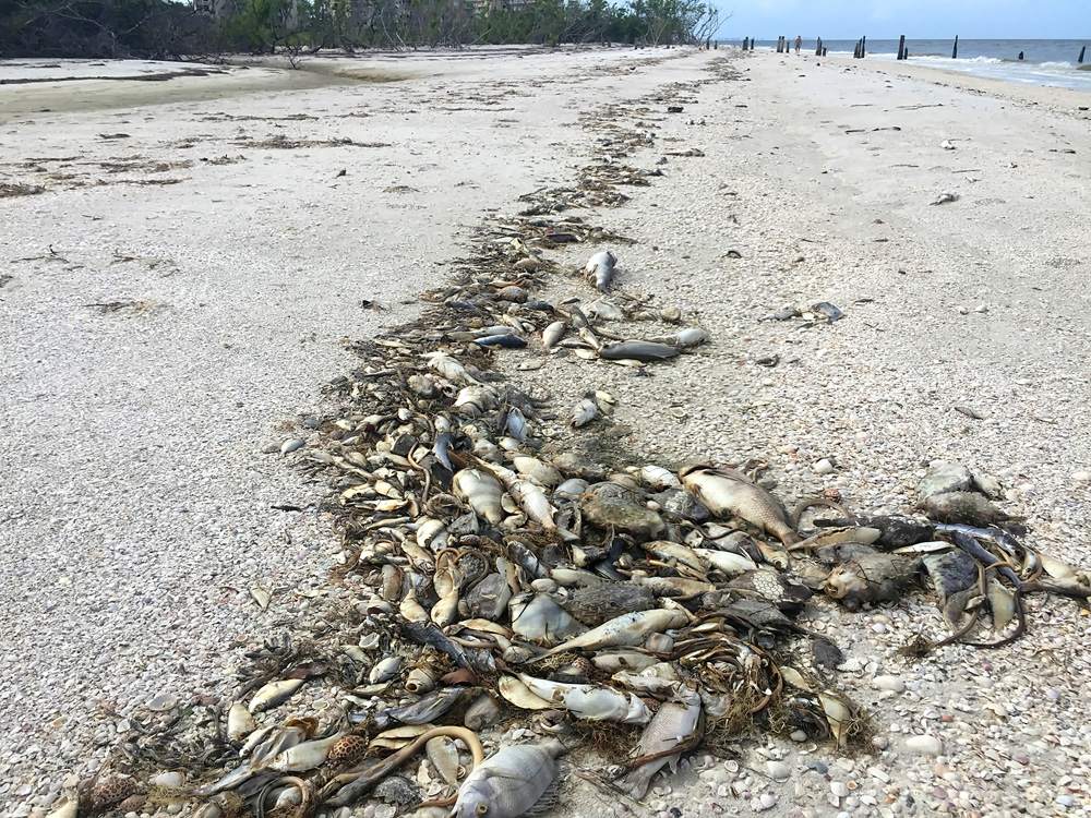 Red tide causes tremendous amount of fish to die and wash up on Florida beaches.