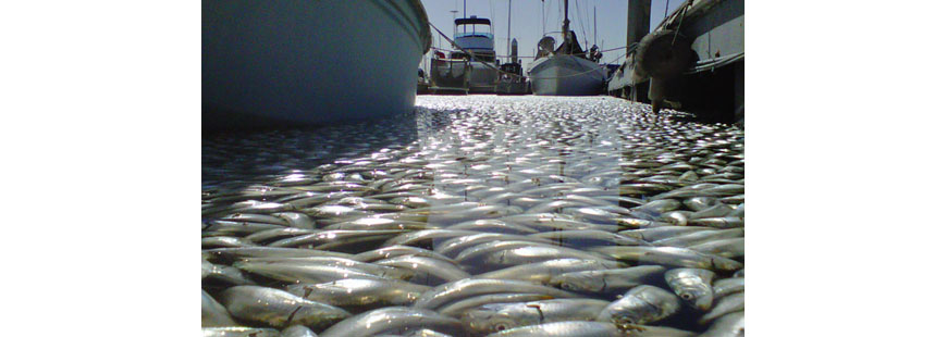 Thousands of dead sardines in Kings Harbor, Redondo Beach, California