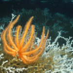 Gulf Deep Sea Corals Deserve Protection
