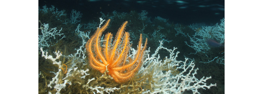 Gulf deep sea corals