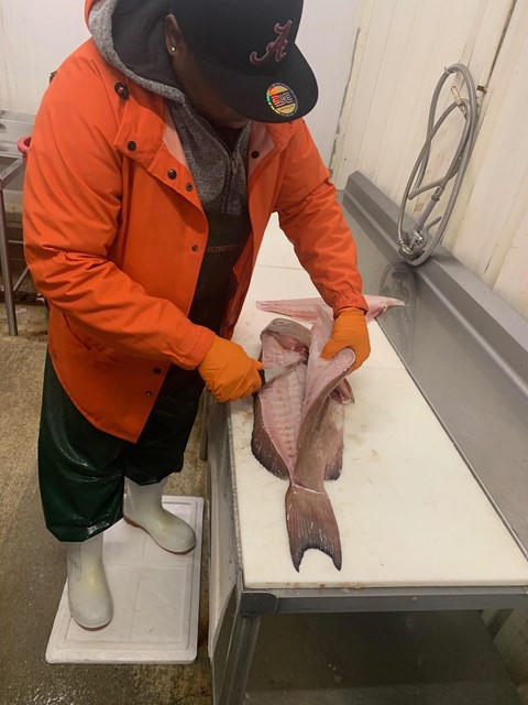 Evans' Meats and Seafood employee, New York, processing a red grouper from  Wild Seafood Co.