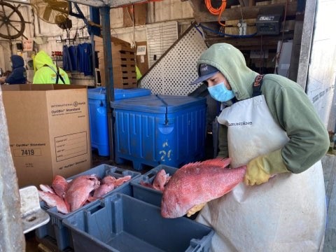 Katie's Seafood Market employee Jacob Tinoco offloads red snapper.
