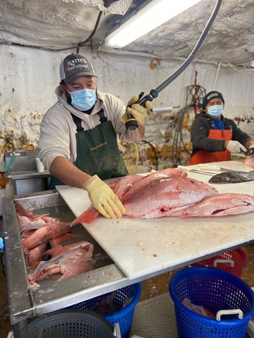 Katie's Seafood Market employees Travis Rust and Salome Huinac fillet red snapper to be donated to the Lighthouse Charity Team