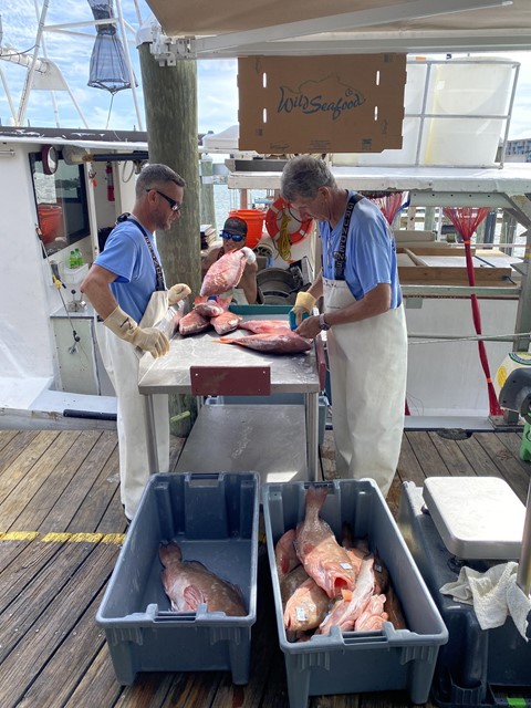 Dock crew Chris Zook (left) and John Lucas (right) tag and grade red grouper and red snapper as they are offloaded from the commercial fishing vessel Miss Ruby at the Wild Seafood Co. dock in Madeira Beach, Florida.