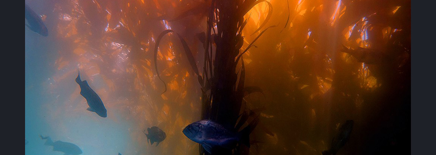 Kelp forest in California
