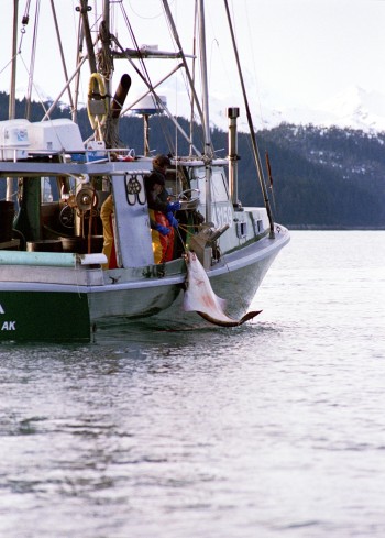 Landing Halibut