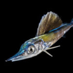 Multifaceted Project Will Inform and Strengthen Pacific Billfish Conservation