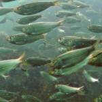 What Menhaden Mean to Maryland