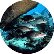 Climate-resilient fisheries