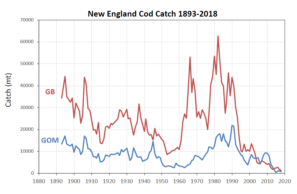 New England cod catch