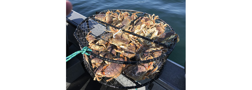 Oregon crabs