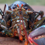 Forsaking the Future of New England Lobster: Part II