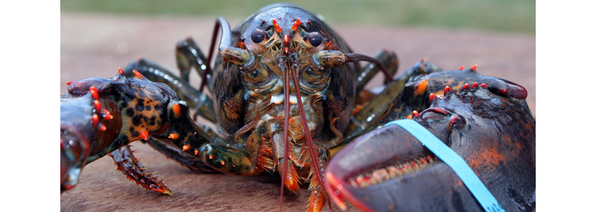 Maine Lobster