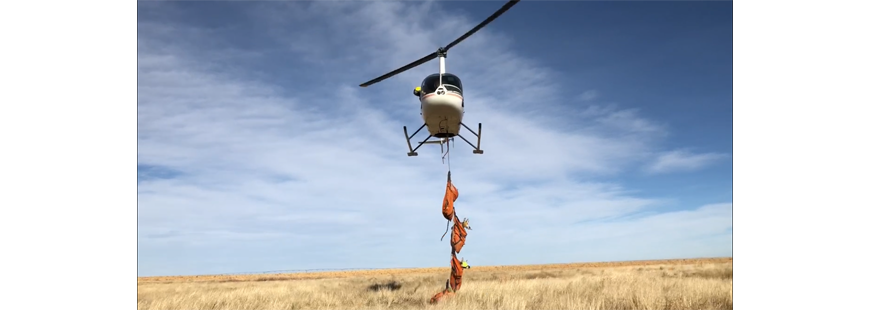 Relocating pronghorn via helicopter in Texas