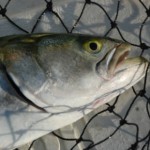 Bluefish: Why Not Manage For Life?