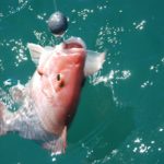 Voices Opposing H.R. 3094, the ‘Gulf States Red Snapper Management Authority Act’