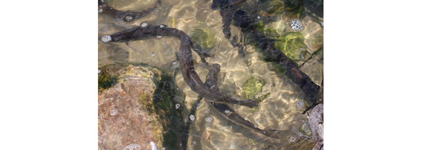 River herring migrate in large numbers