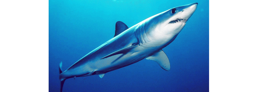 Short fin mako shark