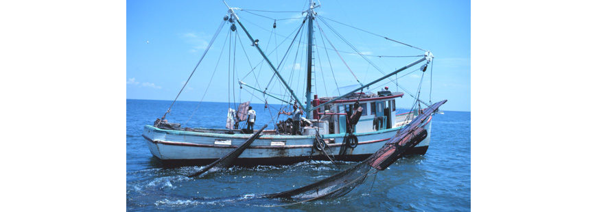 Shrimp trawler