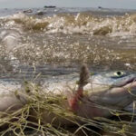 “Low Rates” Aren’t Enough: How We Are Misrepresenting Bycatch Numbers “Low Rates” Aren’t Enough: How We Are Misrepresenting Bycatch Numbers
