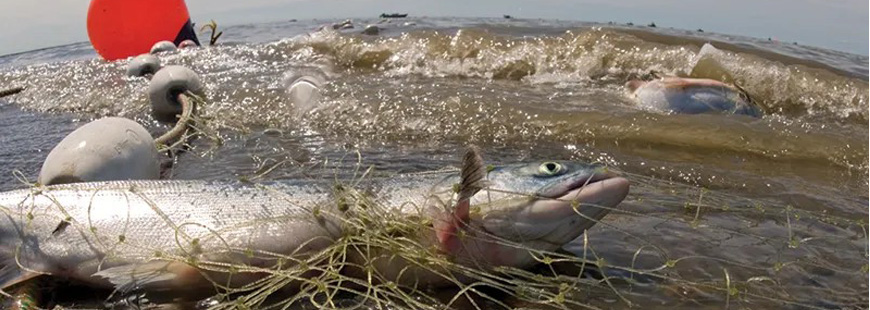 Top photo via the Alaska Department of Fish and Game