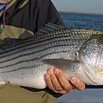 Of Striped Bass and Bluefish and Bad Legislation