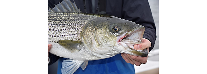Striped bass with a catch-and-release scar