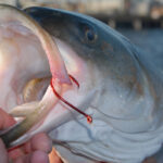Stakeholders Tell the Atlantic States Marine Fisheries Commission to Rebuild Striped Bass