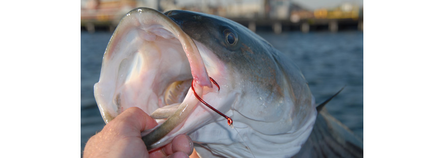 Looking a striped bass in the mouth